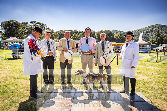 Rydal Hound Show 2022-142