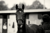 Goffs Orby14 CF1 006 bw
