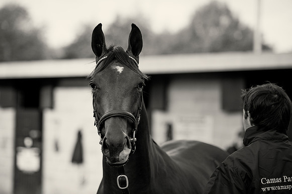 Goffs Orby14 CF1 006 bw