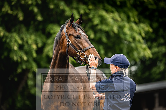 Goffs Land Rover Sale 2022-239