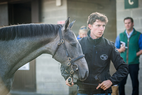 Goffs Orby 2015 -217