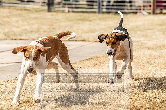 Honiton Hound Show 2022-92