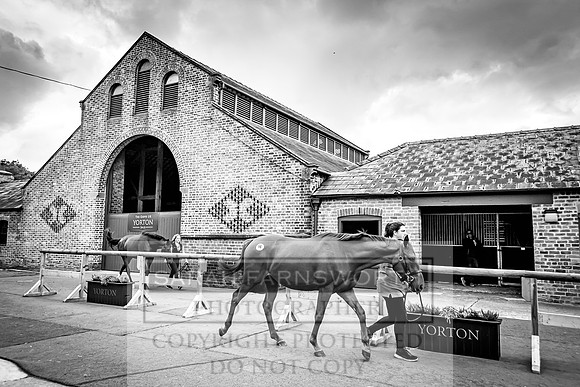 Goffs Yorton Sale 2022-89