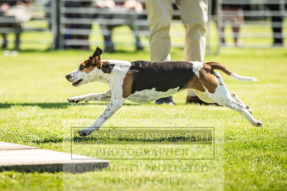 Rydal Hound Show 2022-157