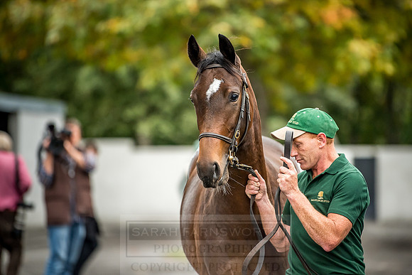 Goffs Orby 2018 Day 2-194