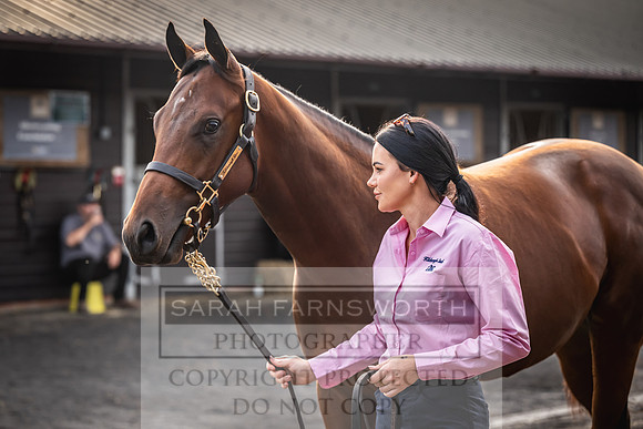 Goffs UK PY24-274