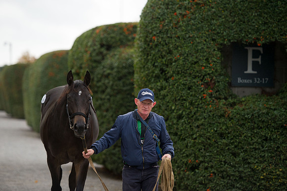 Goffs Orby14 CF5 432