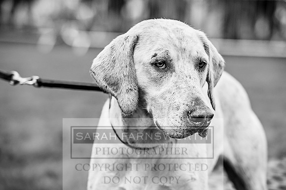Lowther Hound Show 2017-45