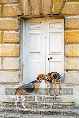 Baron Von Pfetten Puppy Show 02.09.18-163