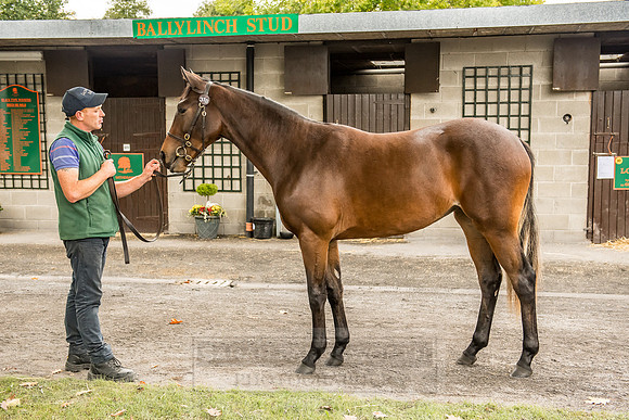 Goffs Orby 2018 Day 2-89