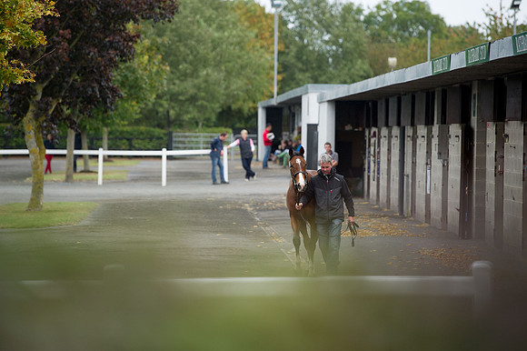 Goffs Orby14 CF5 651