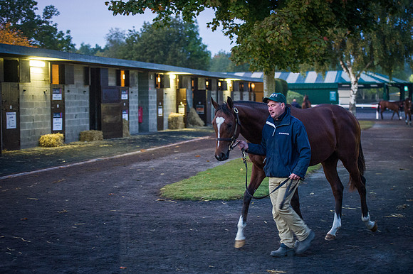 Goffs Orby 2015 -23