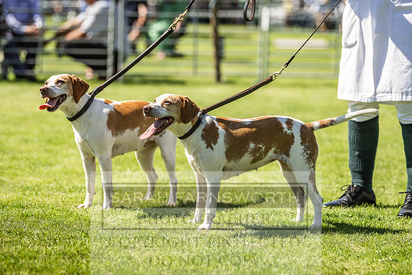 Rydal Hound Show 2022-164