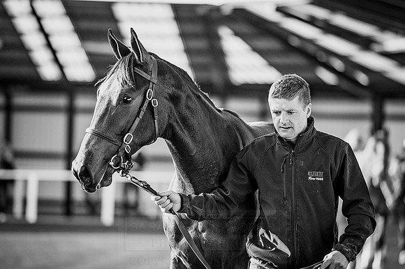 Goffs Orby 2015 -420 bw