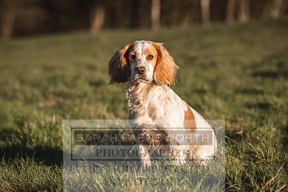 Avonmeadow Stud Dogs-23