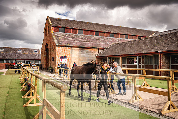 Goffs Yorton Sale 2022-220