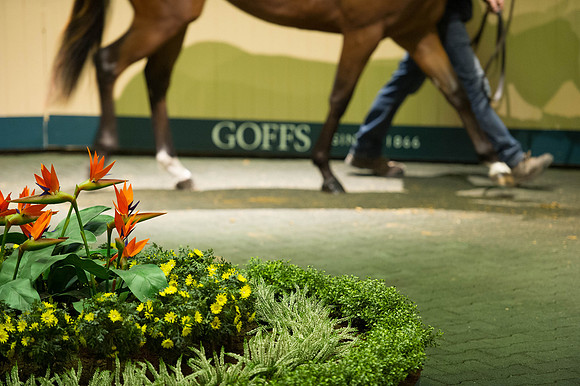 Goffs Orby14 CF5 239