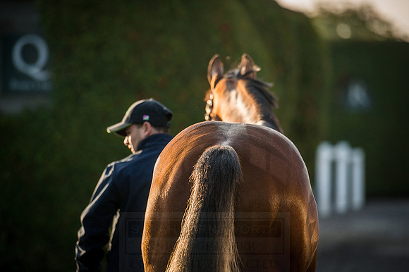 Goffs Orby 2015 -121