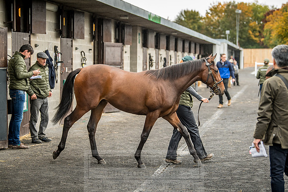 Goffs Orby 2018 Day 2-44