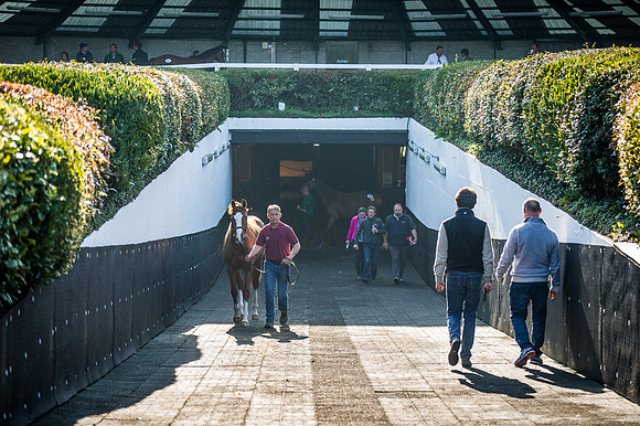 Goffs Orby 2015 -521