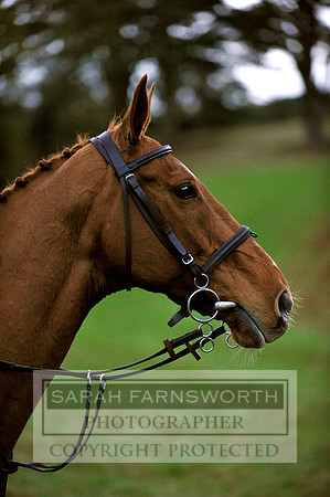 Brocklesby 021113 CF3 1591
