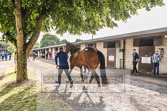 Goffs Land Rover Sale 2022-111