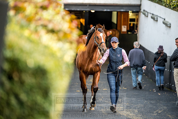 Goffs Orby 2018 Day 1-379
