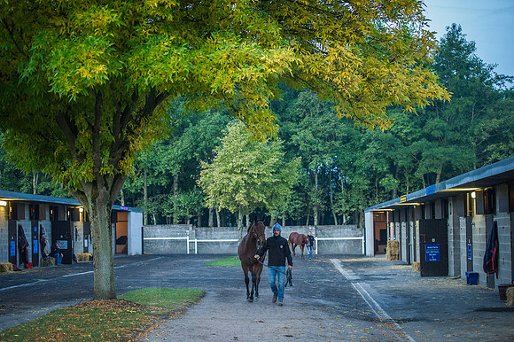 Goffs Orby 2015 -50