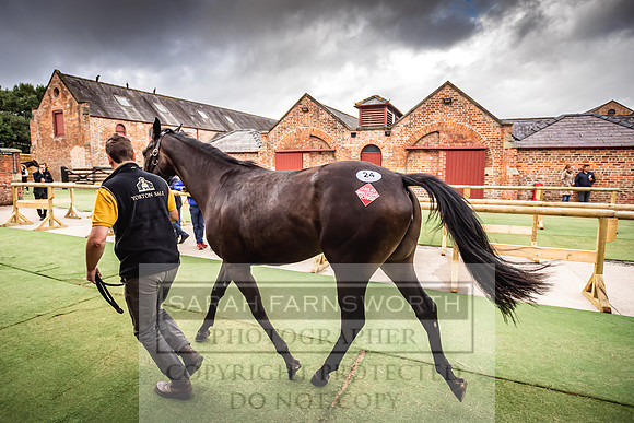Goffs Yorton Sale 2022-12