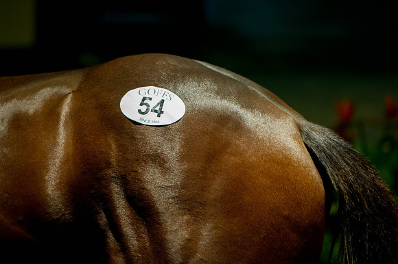 Goffs Orby14 CF5 324