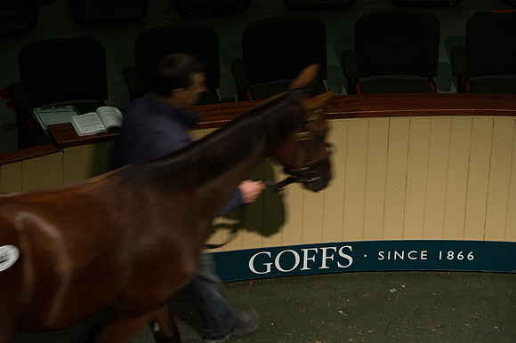 Goffs Orby14 CF5 146