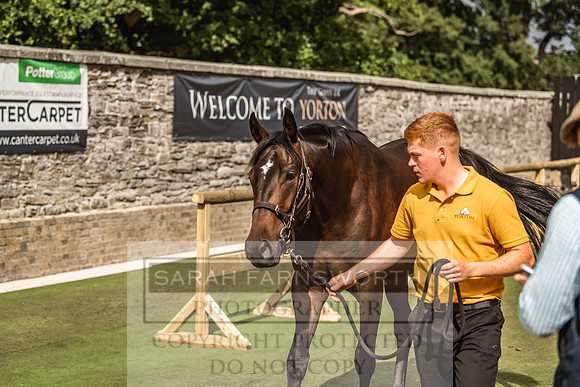 Goffs Yorton Sale 2022-183