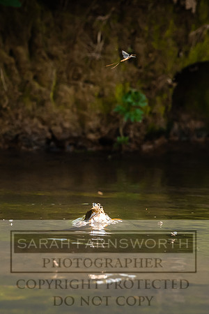 Mayfly Hatch and Brown Trout 2020-46