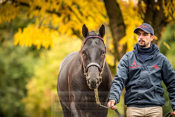 Goffs Orby 2018 Day 1-132