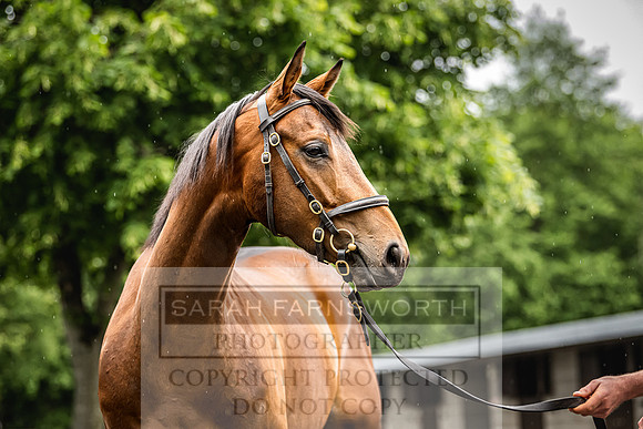 Goffs Land Rover Sale 2022-476