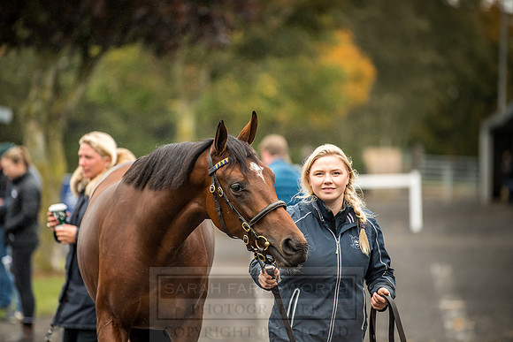 Goffs Orby 2018 Day 2-60