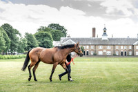 Goffs London Sale 2019-6