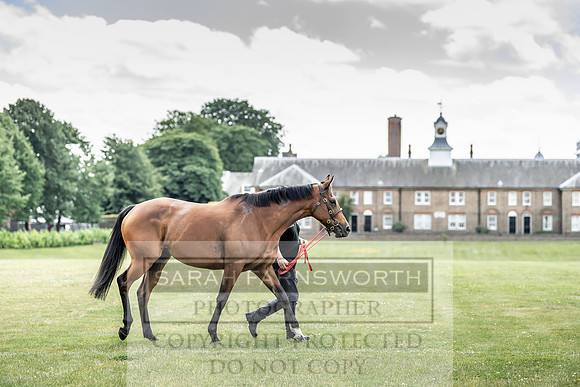 Goffs London Sale 2019-6