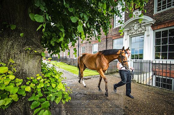 Goffs London Sale 2016-81