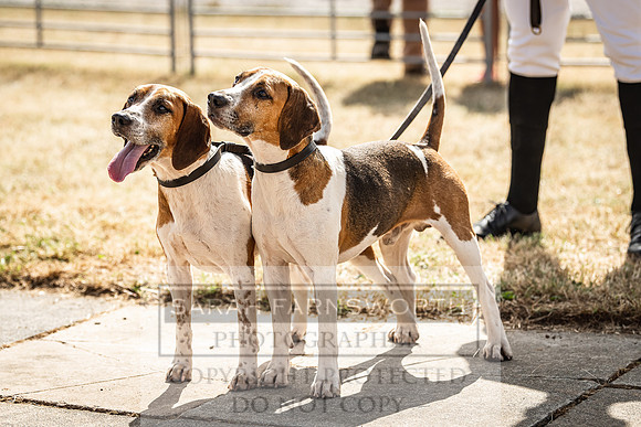 Honiton Hound Show 2022-83