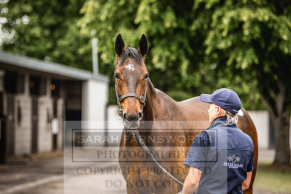 Goffs Land Rover Sale 2022-242