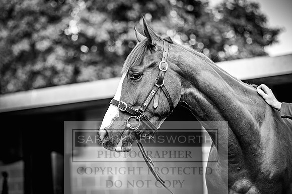 Goffs Land Rover Sale 2022-4