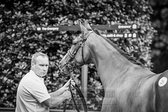 Goffs London Sale 2016-89