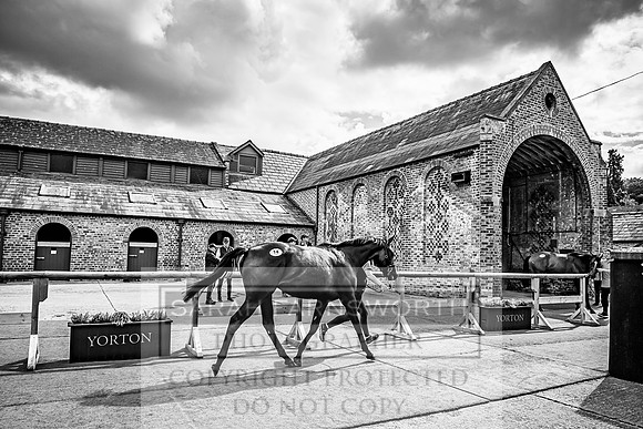Goffs Yorton Sale 2022-192