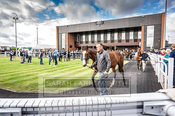 Goffs UK PY24-73