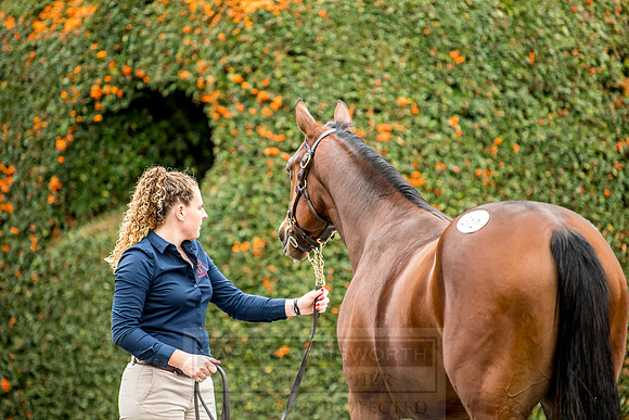 Goffs Orby 2018 Day 2-132