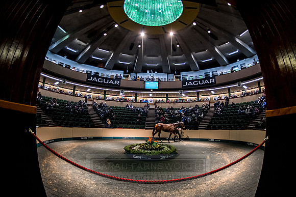 Goffs Orby 2018 Day 1-276