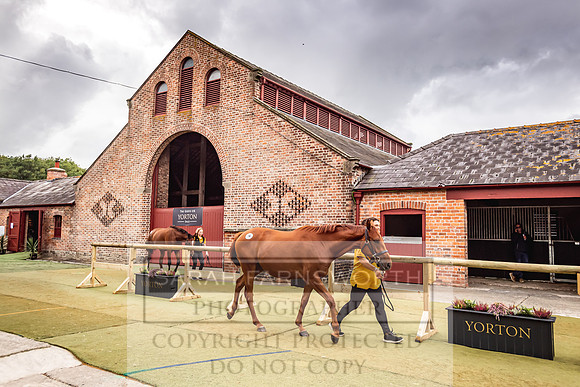 Goffs Yorton Sale 2022-88