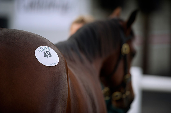 Goffs Orby14 CF1 229