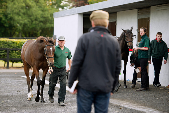 Goffs Orby14 CF1 244